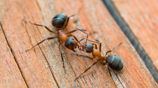 Insectos se reconocen mediante sus antenas