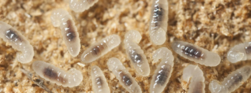 Las hormigas determinan el sexo de sus crías
