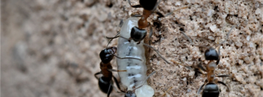 Las hormigas deciden el sexo de sus crías