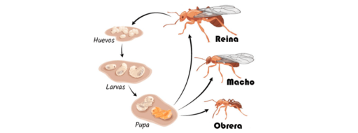 Iniciación al mundo de las hormigas