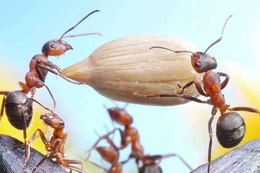 ¿Qué comen las hormigas? Alimentos de hormigas.