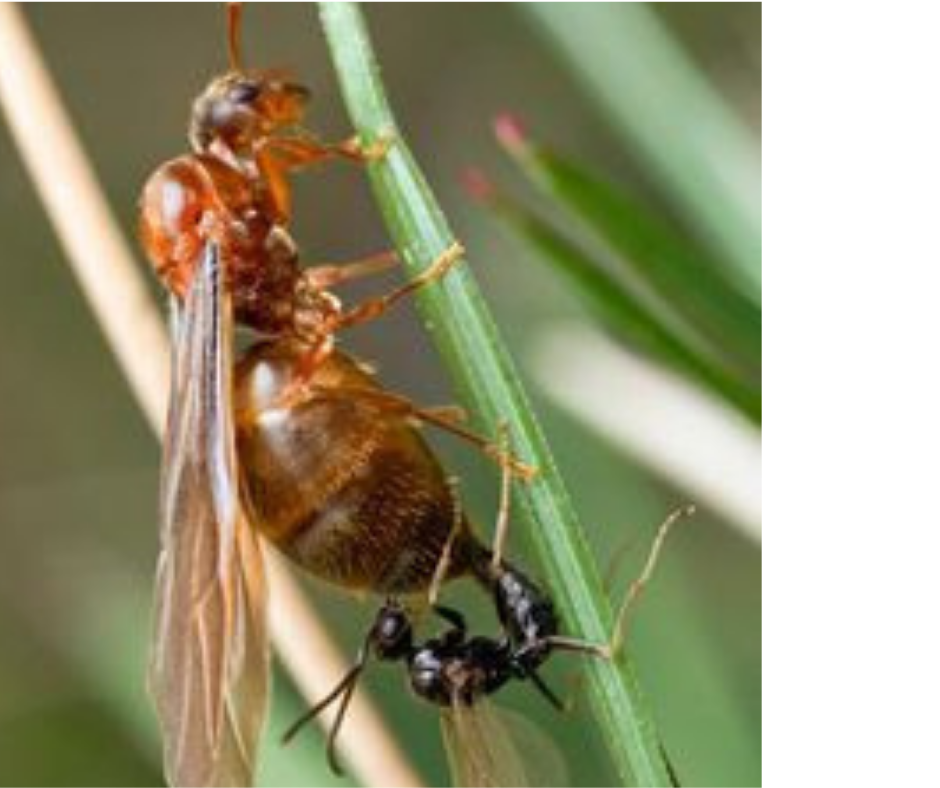 Vuelo nupcial. Apareamiento hormiga reina y macho o zángano