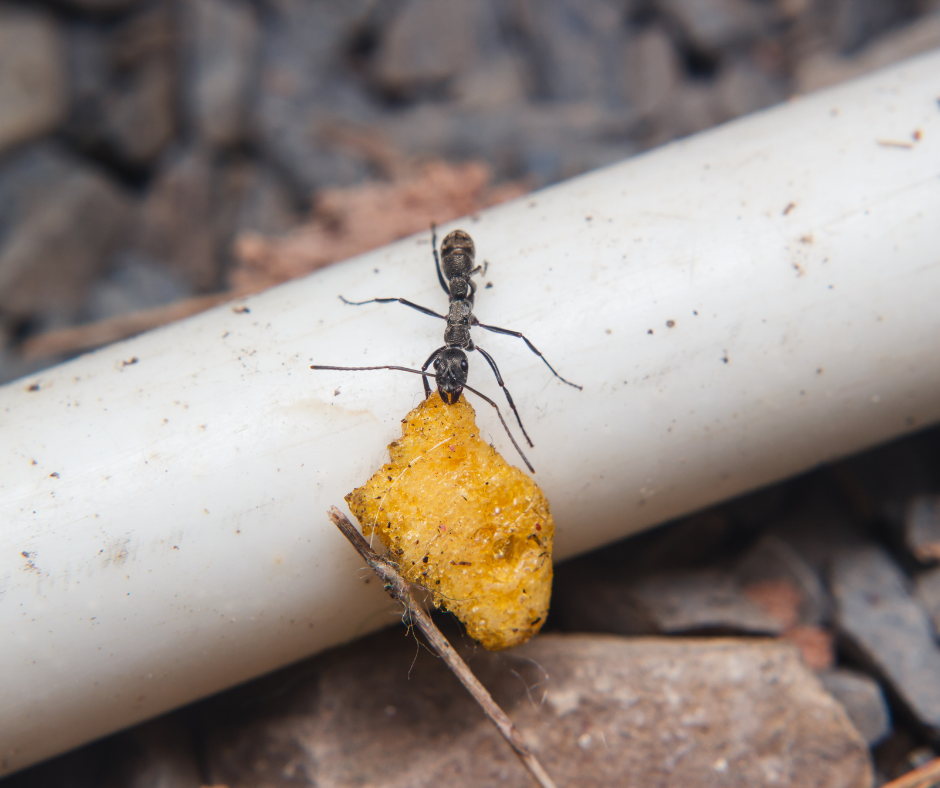 La orientación de las hormigas. Hormiga llevando alimento