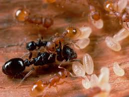 Las hormigas esclavistas