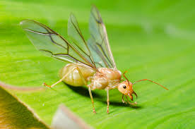 Hormiga reina tras vuelo nupcial o cópula entre hormigas