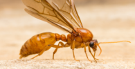 Las feromonas hormiga reina