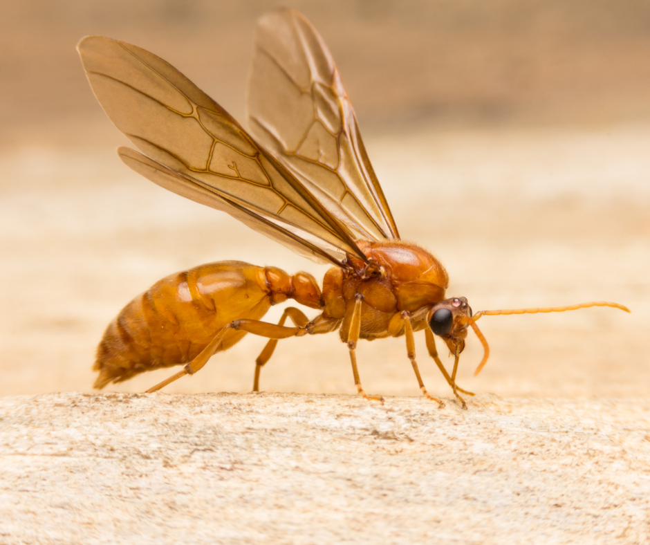 Las feromonas hormiga reina