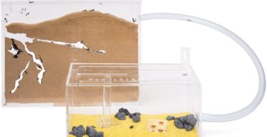 Hormiguero barato calidad