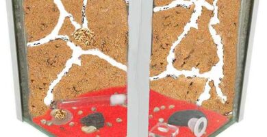 Hormiguero arena cubo niños y adultos