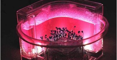 El mejor precio hormiguero