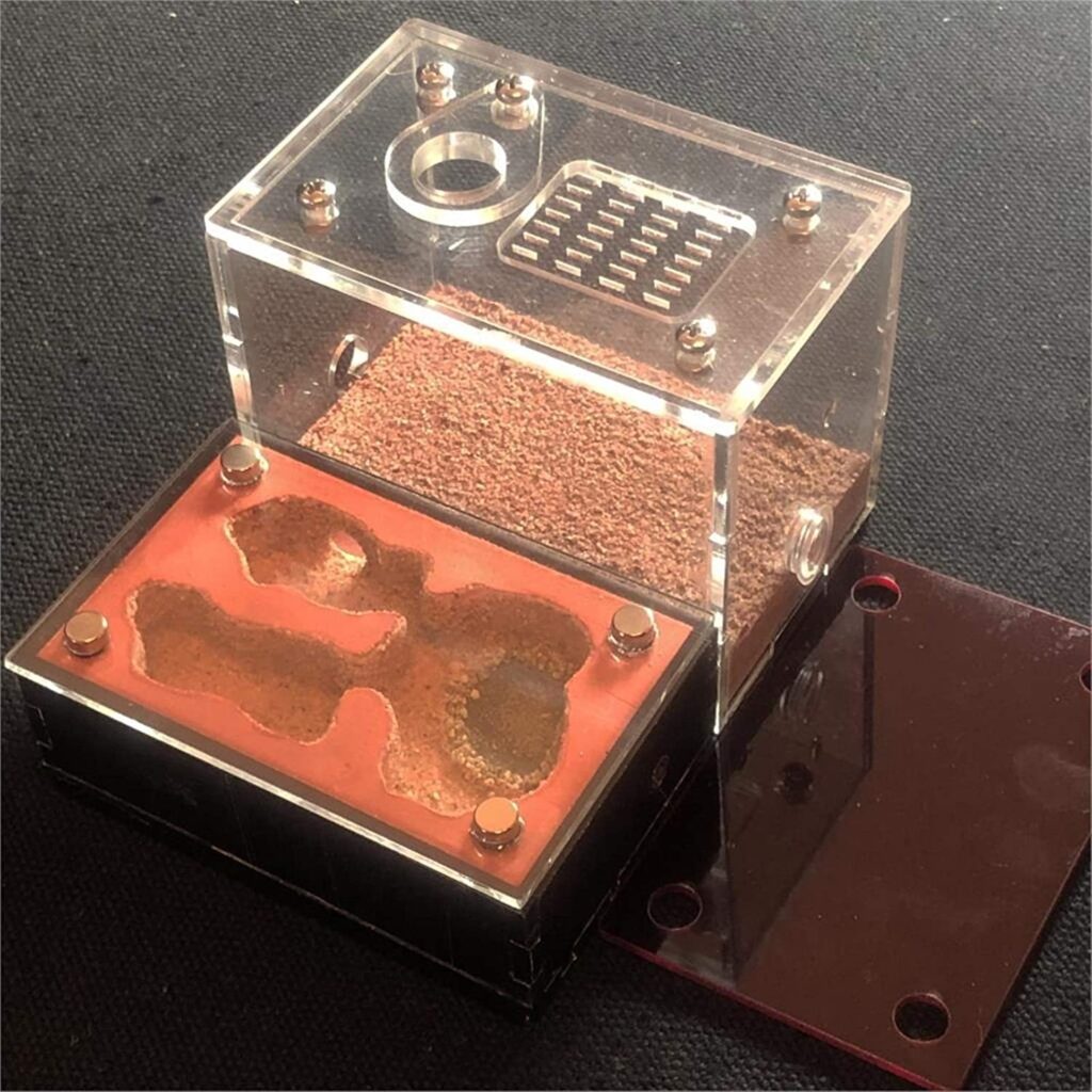 Hormiguero pequeño niño yeso