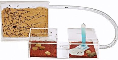 Hormigueros de arena