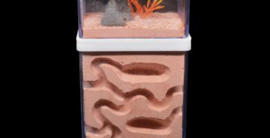 Mejores hormigueros de yeso dúplex