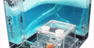 Los mejores hormigueros de gel