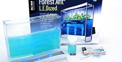 Hormiguero gel con luce para niños