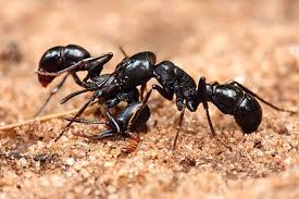 Necroforesis. Como se comunican las hormigas