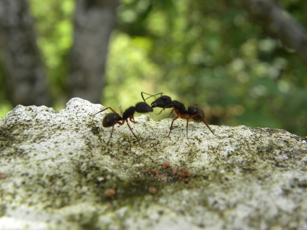 Curiosidades de las hormigas. Trofalaxia