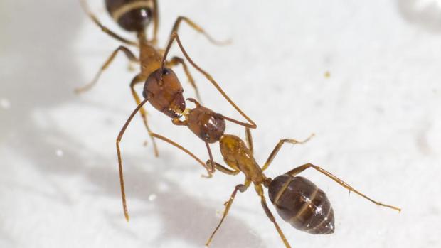 Iniciación al mundo de las hormigas para niños