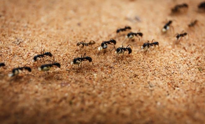 Las hormigas caminan en hileras. Senderos de hormigas
