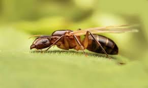 Curiosidades de las hormigas. Hormiga reina