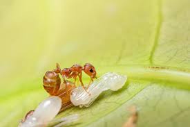 Cómo se alimentan las hormigas
