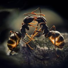 ¿Qué comen las hormigas? Trofalaxia. Una hormiga alimentando a otra.