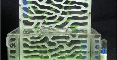 Los mejores hormigueros