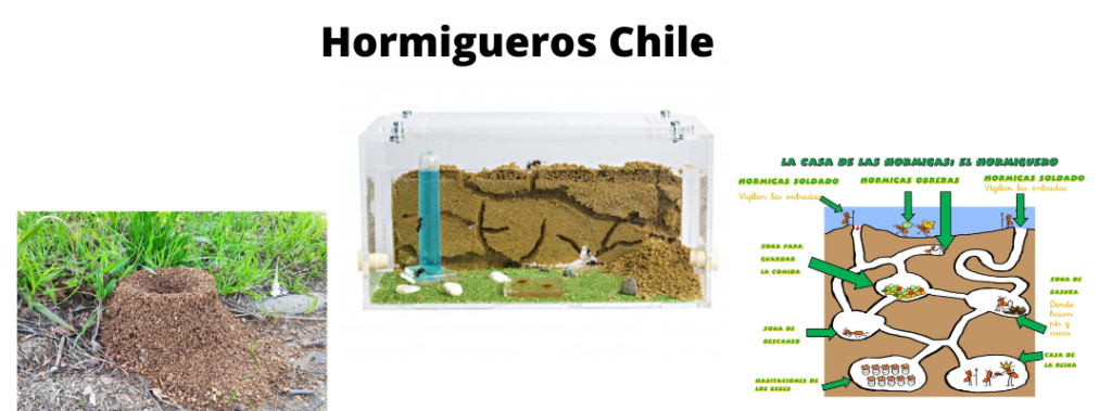 Hormigueros chile