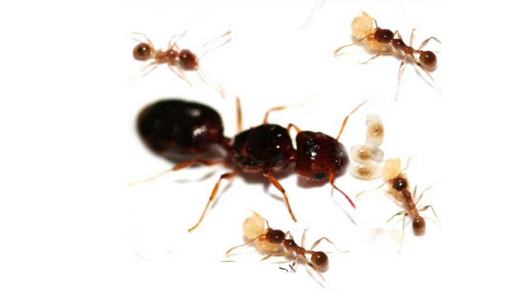 pheidole pallidula