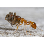 Myrmica Rubra
