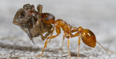 Myrmica Rubra