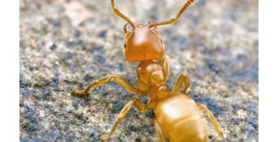 Lasius Flavius
