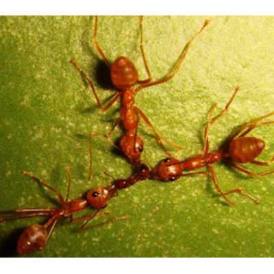 El lenguaje de las hormigas