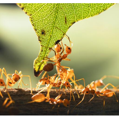Como se comunican las hormigas