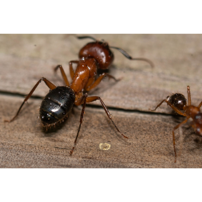 Camponotus. Hormiga carpintera