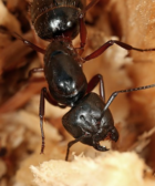 camponotus herculeanus