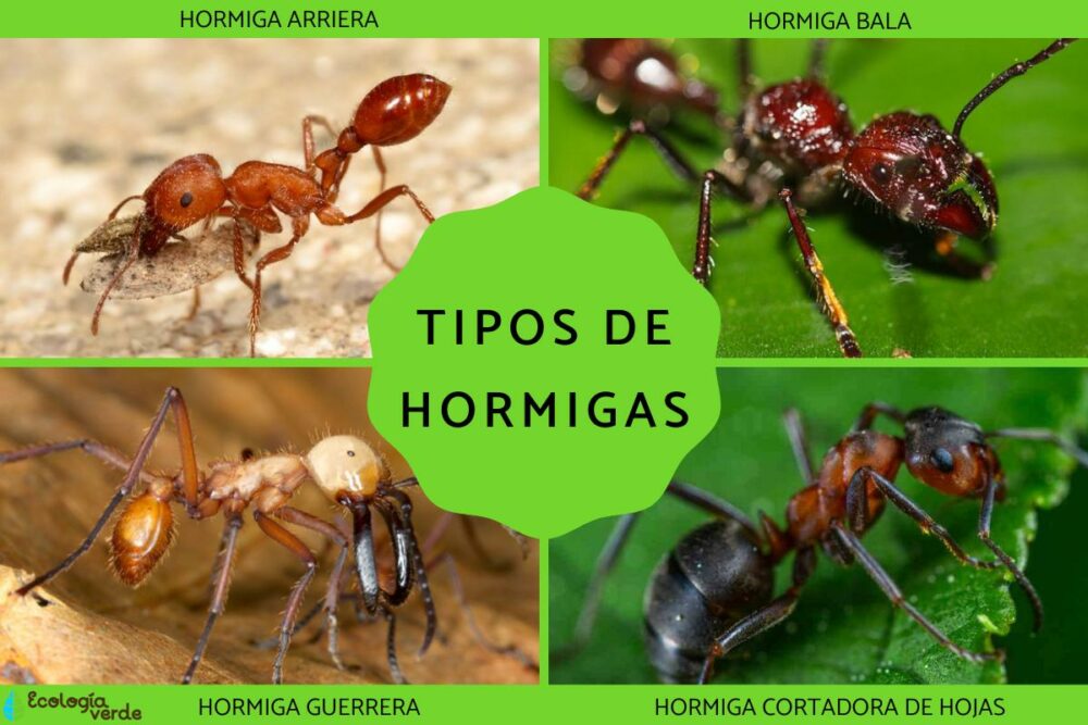 Especies de hormigas - TODO HORMIGUEROS