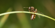 hormigas voladoras