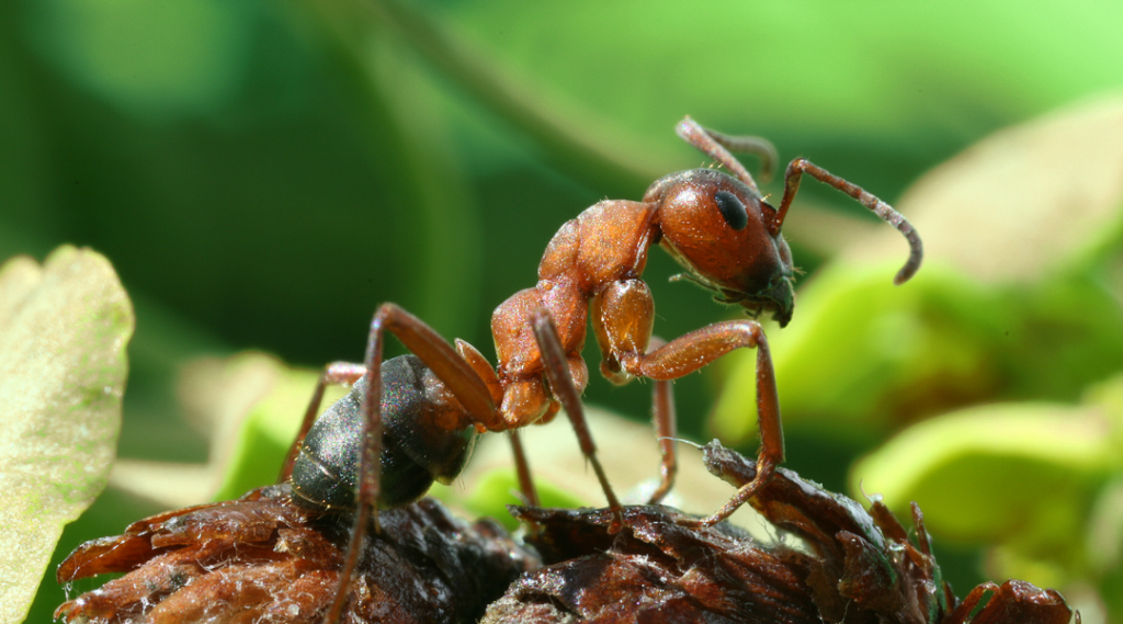 Formica Rufa - TODO HORMIGUEROS