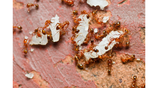 Parásitos de hormigas