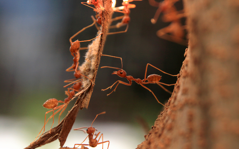 Impacto hormigas ecosistema