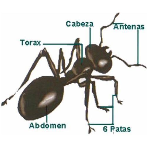 Partes de una hormiga
