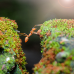 Organización empresarial hormigas