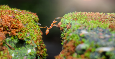 Organización empresarial hormigas