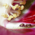 Comportamiento de las hormigas