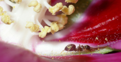 Comportamiento de las hormigas