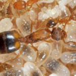 Inteligencia hormiga reina