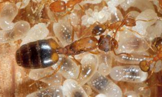 Inteligencia hormiga reina